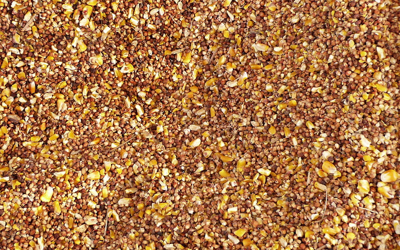 buckwheat textures, macro, brown backgrounds, buckwheat, grain texture, background with buckwheat, HD wallpaper