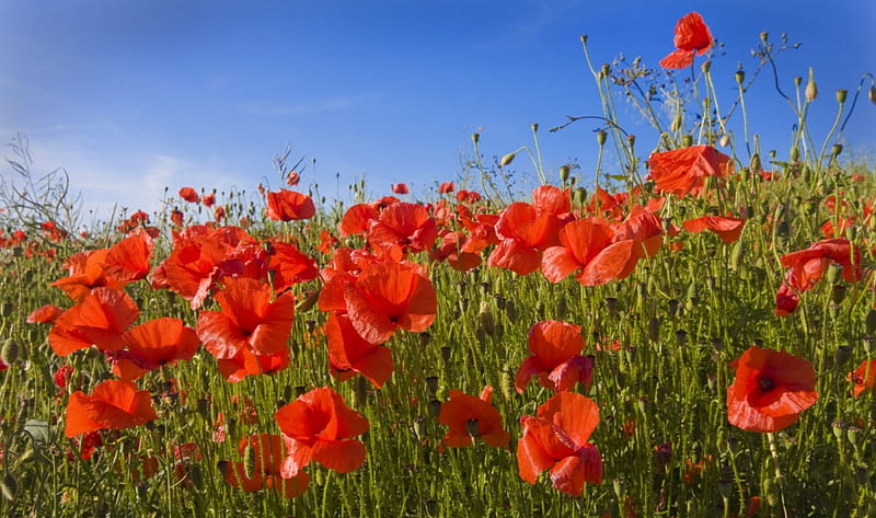Field of poppies, Red, Sky, Poppies, Fields, Flowers, Nature, HD ...