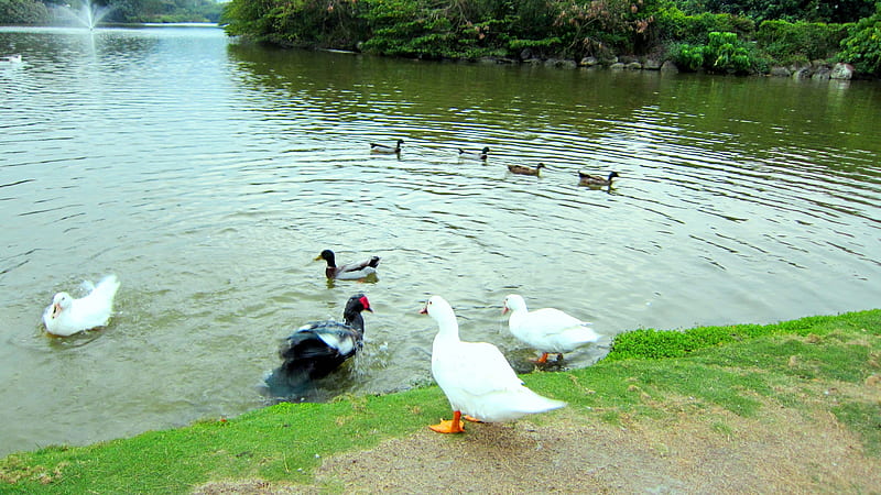 Pond, fountain, mandarin duck, duck, HD wallpaper