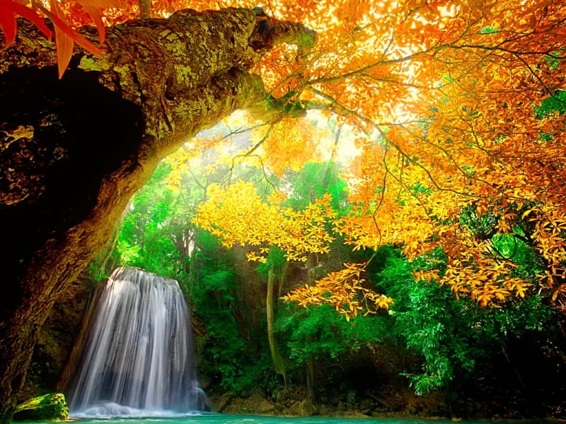 Autumn tree, forest, fall, autumn, golden, colors, bonito, foliage, leaves, waterfall, HD wallpaper
