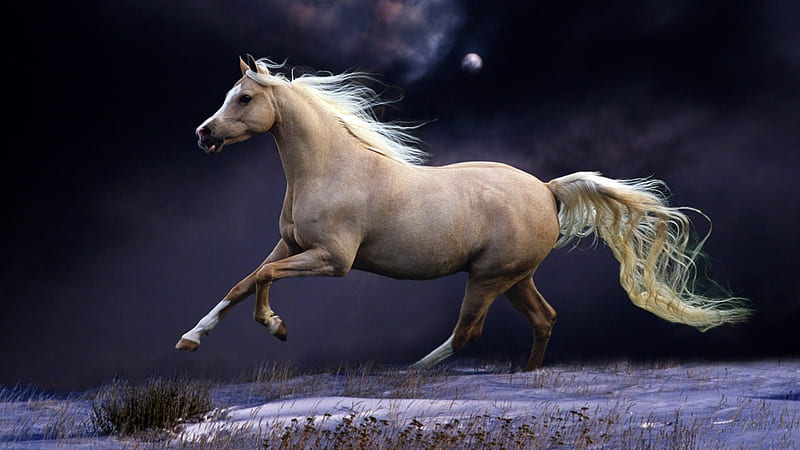 Night Run, ponies, nature, foal, horses, night, HD wallpaper