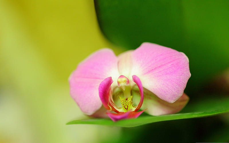 pink orchid-flowers graphy, HD wallpaper