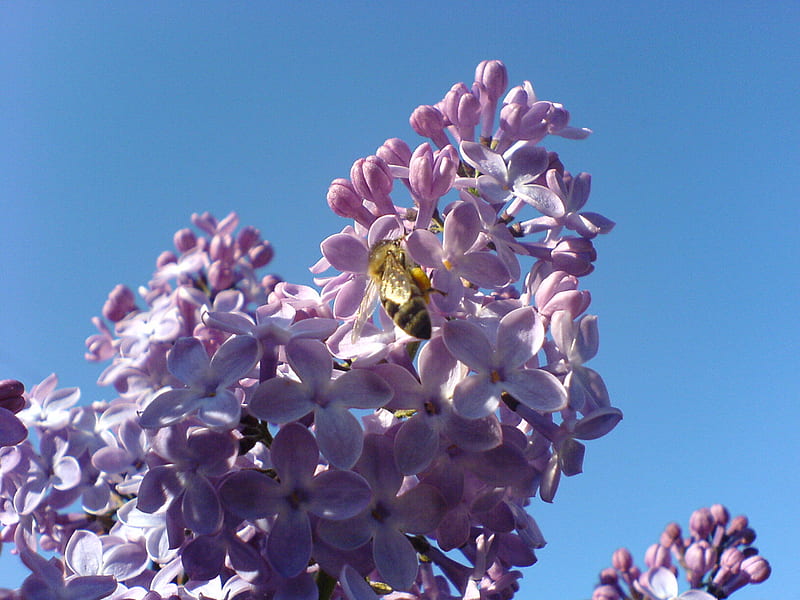 lilac and honeybee, lilac, honeybee, flower, spring, sky, HD wallpaper