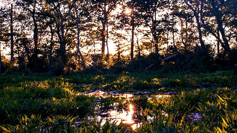 Summer's Fading Light - Mason Neck, Virginia, water, potomac, river, trees, landscape, usa, HD wallpaper