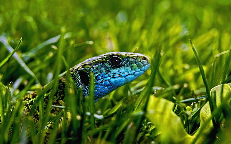green blue lizard-Animal World, HD wallpaper