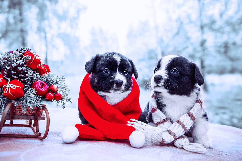 Dogs, Puppy, Baby Animal, Christmas Ornaments, Dog, Sled, HD wallpaper