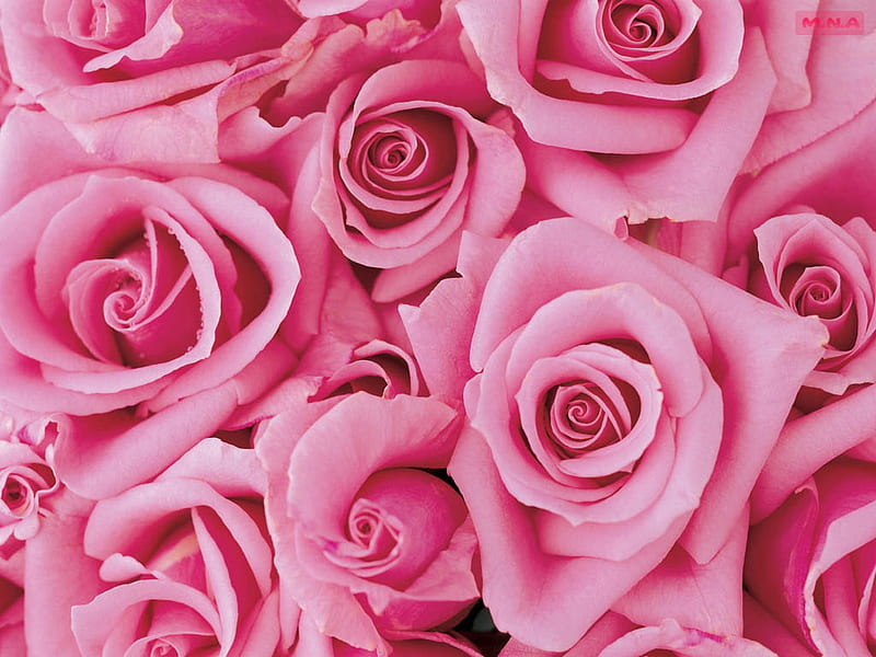 Muchas flores rosadas, flores de colores, rosa, colores, flor colorida, flor,  Fondo de pantalla HD | Peakpx