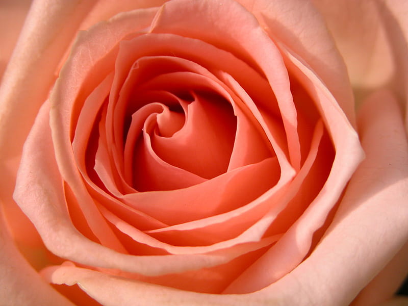 A soft peach rose., admiration, sympathy, appreciation, gratitude, HD wallpaper