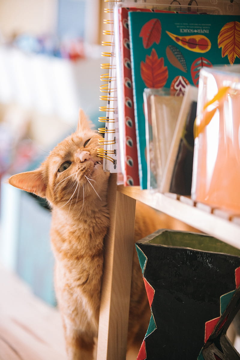 orange tabby cat near books selective focus graphy, HD phone wallpaper
