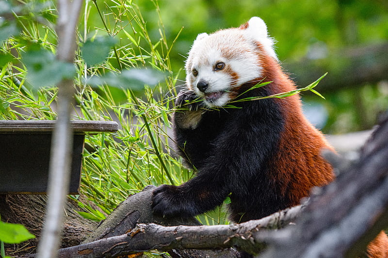 red panda, panda, bamboo, funny, tree, HD wallpaper