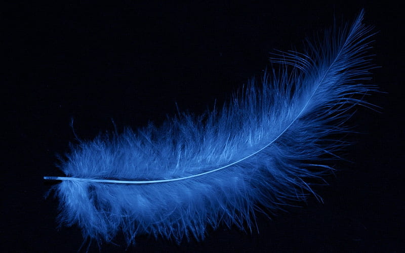 Blue feather, black, blue, feather, macro, HD wallpaper