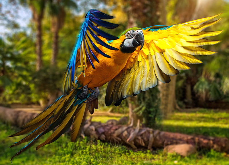 Macaw Parrot , macaw, parrot, birds, HD wallpaper