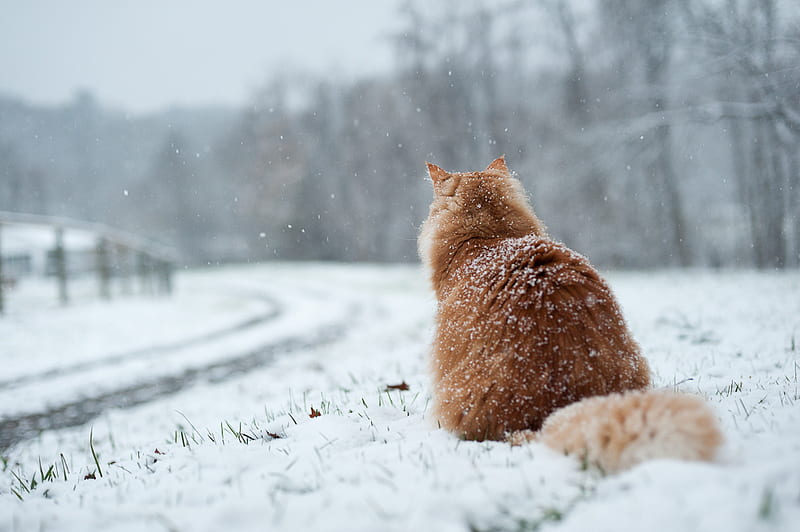 Disregard cold, cute, brown, snow, cat, winter, cold, HD wallpaper