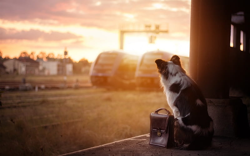 waiting for train, cute, funny, animals, dogs, HD wallpaper