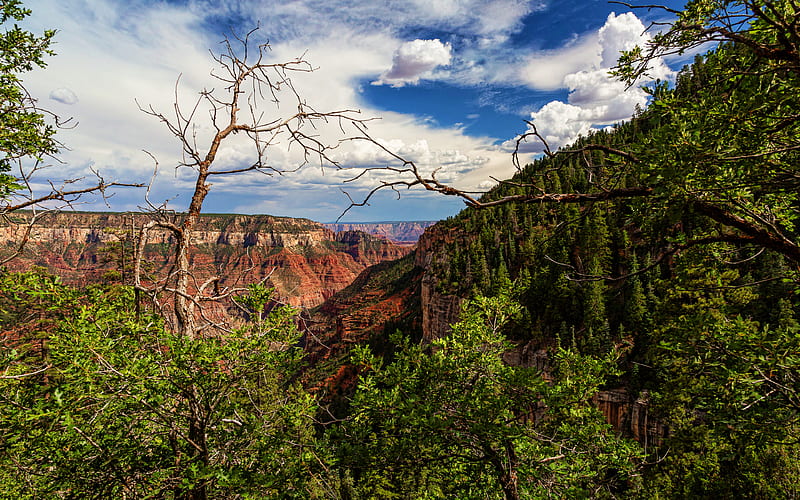 Grand Canyon, R, summer, forest, Arizona, beautiful nature, USA, America, canyon, american landmarks, HD wallpaper