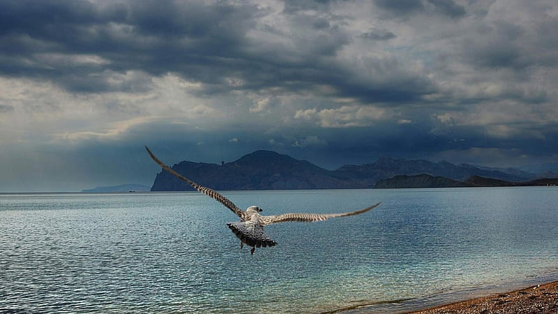 Lone seabird, sky, 1920x1080, background, sea, HD wallpaper
