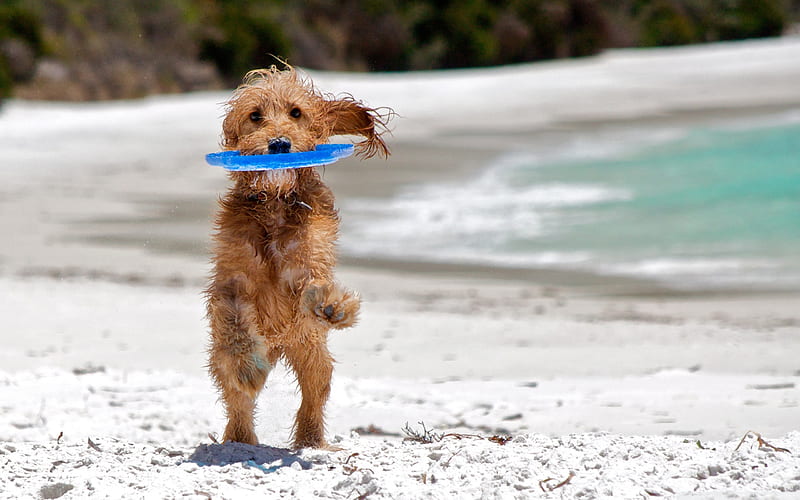 catching the frisbee-dog animal, HD wallpaper
