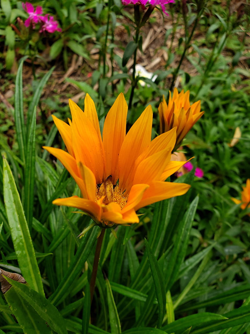 Flor Naranja, belleza, flowers, HD mobile wallpaper | Peakpx