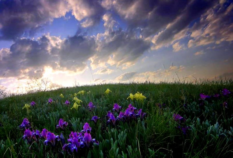 Iris Field, stormy sky, grass, yellow, sunset, sky, clouds, purple, flowers, iris, HD wallpaper