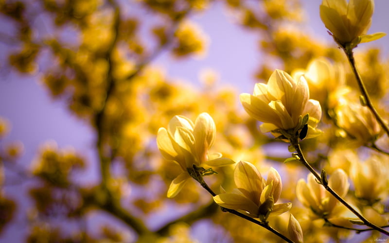 Yellow magnolia, flower, yellow, spring, pink, magnolia, HD wallpaper