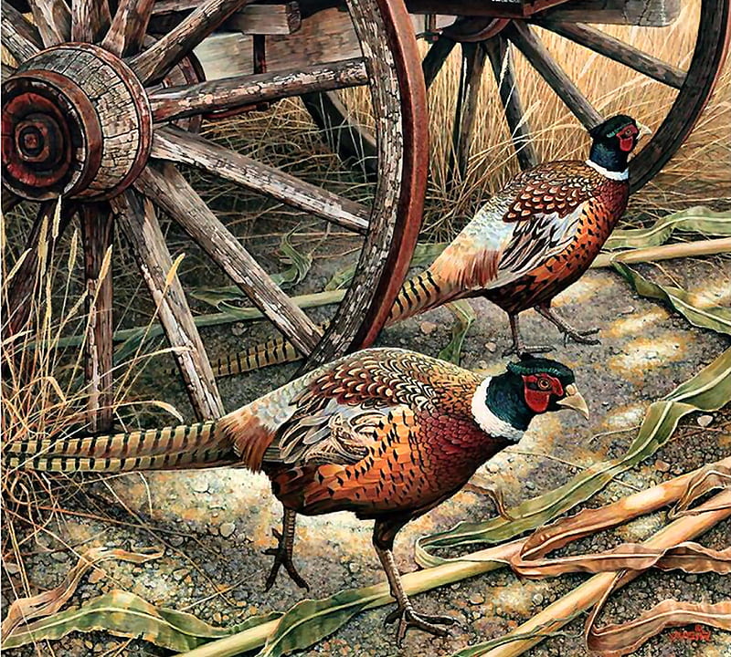 Harvest Time - Pheasant, art, pheasant, bonito, illustration, artwork, animal, bird, avian, painting, wide screen, wildlife, nature, HD wallpaper