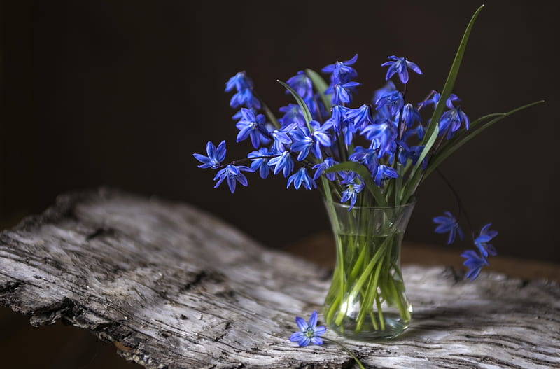 Spring flowers, vase, spring, viorele, glass, green, bouquet, flower, wood, blue, HD wallpaper