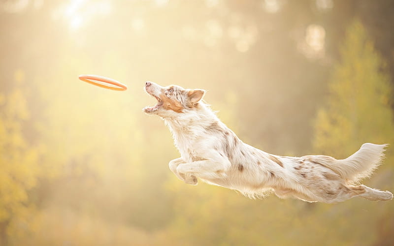 Frisbee, cute, funny, animals, dogs, HD wallpaper