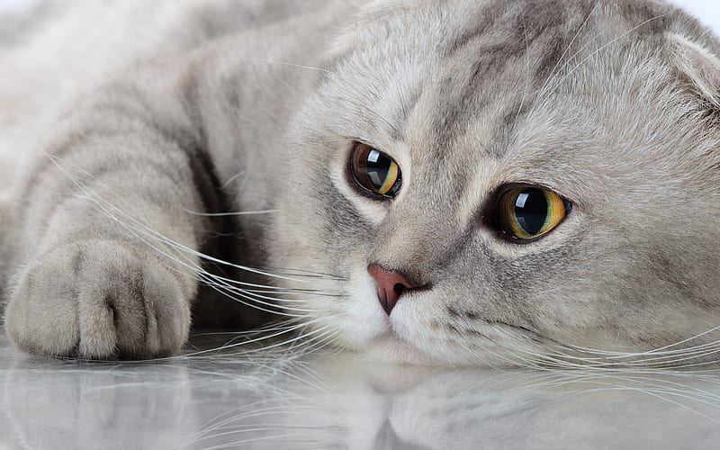 Scottish Fold Cat, muzzle, pets, gray cat, cute animals, cats, Scottish Fold, HD wallpaper