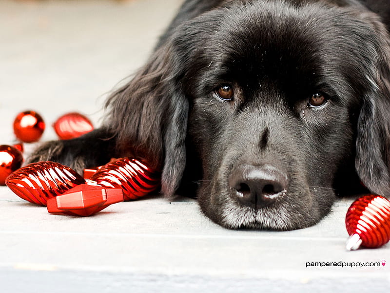 Too Pooped To Party!, red ornaments, black puppy, tired, christmas, HD wallpaper