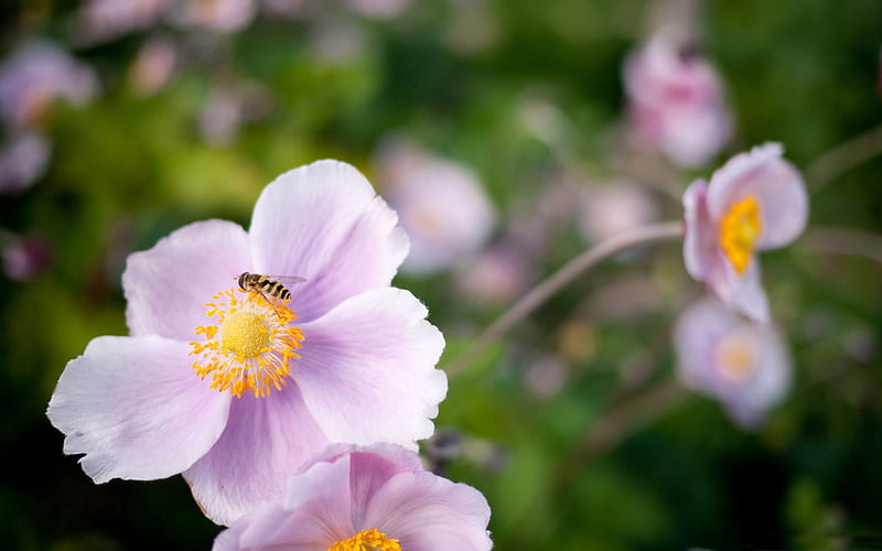 hoverfly on a pink flower-all kinds of insects, HD wallpaper