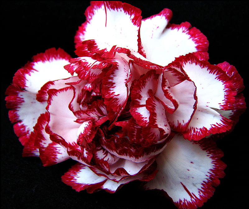 red and white carnation, flower, red, white, carnation, HD wallpaper