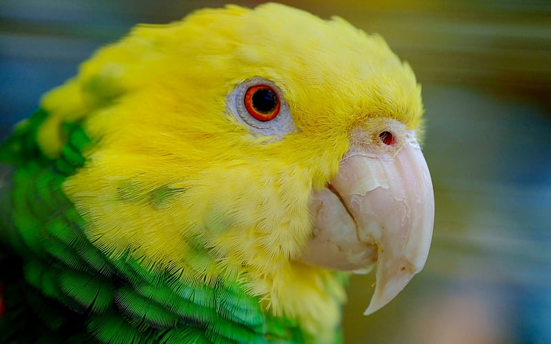 Parrot, bird, green, pasare, yellow-headed, HD wallpaper