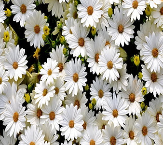 Spring Daisy, look, nice, HD wallpaper | Peakpx