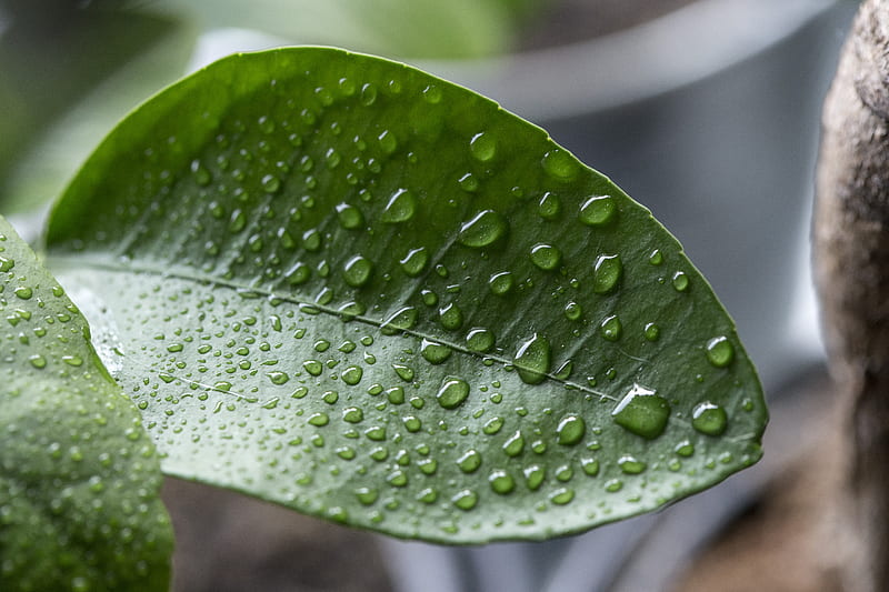 close view of wet leaf, HD wallpaper