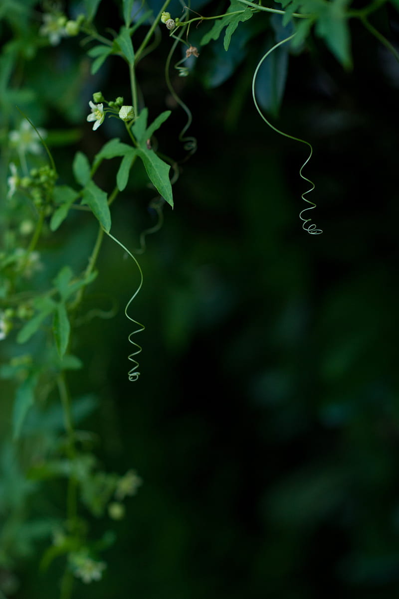 ivy, plant, flowering, macro, HD phone wallpaper
