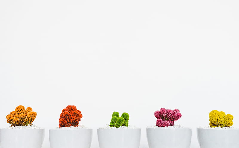 Colorful Cactuses Aesthetic Ultra, Aero, White, Creative, Orange, Colorful, Yellow, Green, Pink, desenho, Artistic, Plants, Decoration, Cactus, indoor, flora, cacti, Cactuses, potted, HD wallpaper