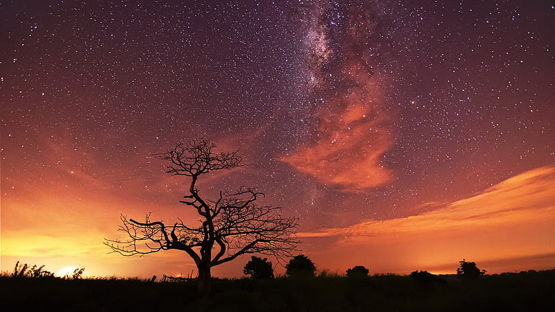 Grassland withered under the stars-Windows 10, HD wallpaper