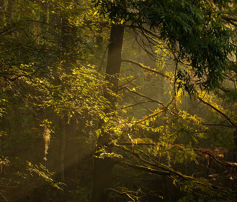 Green and yellow leaf trees, HD wallpaper | Peakpx