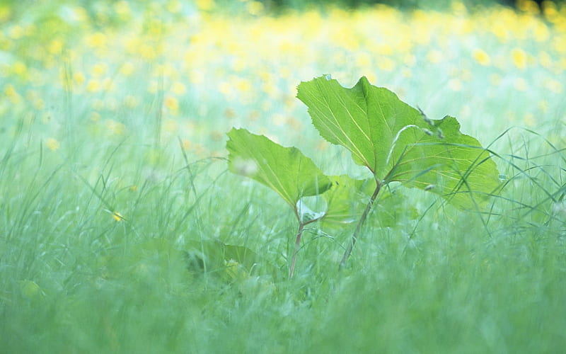1 Soft Focus Green Leaves -Idyllic Green Leaves, HD wallpaper