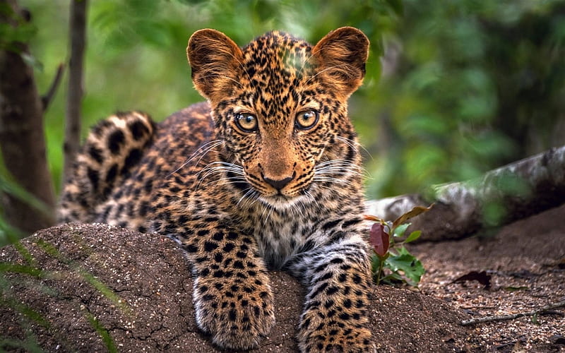 jaguar, wildlife, cub, predators, HD wallpaper