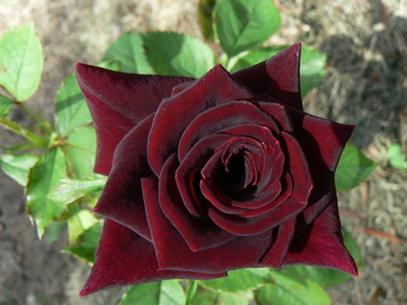 BLOOD RED ROSE, pretty, red, rose, blood, HD wallpaper | Peakpx