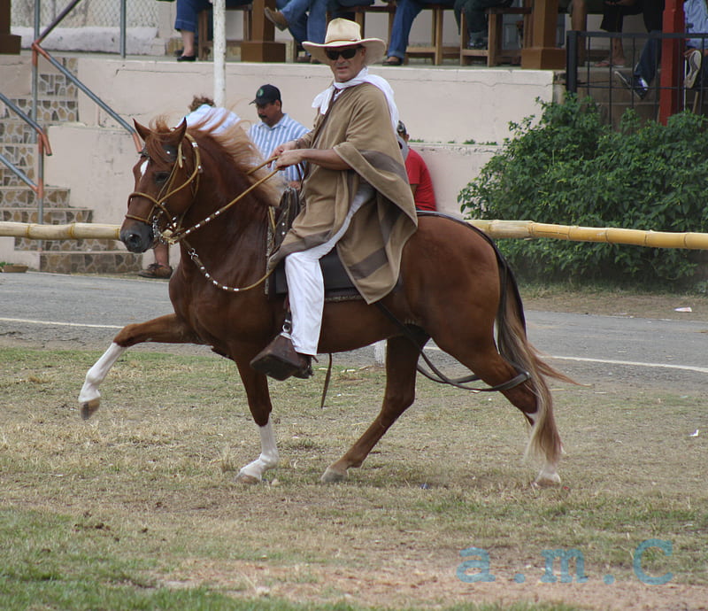 Dignatario- Peruvian Paso, paso, stallion, peruvian, breed, horse, HD wallpaper