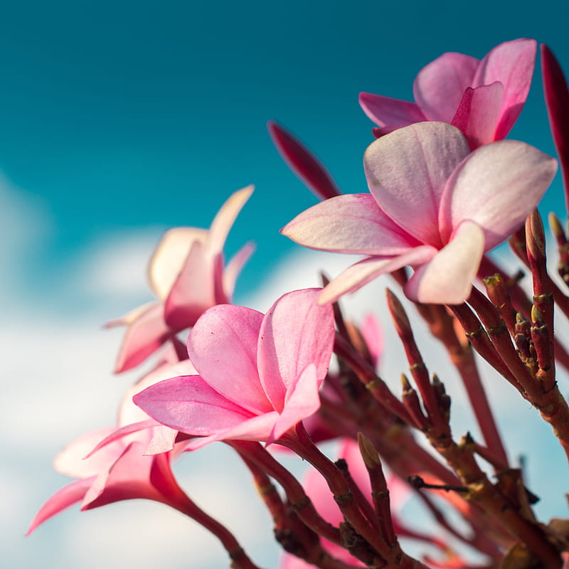 plumeria, flowers, pink, macro, HD phone wallpaper