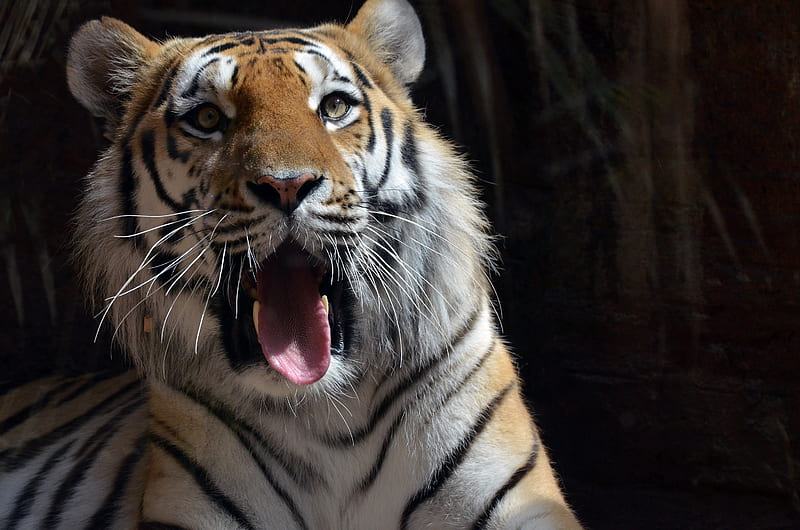 Tiger, tiger, animals, predator, HD wallpaper