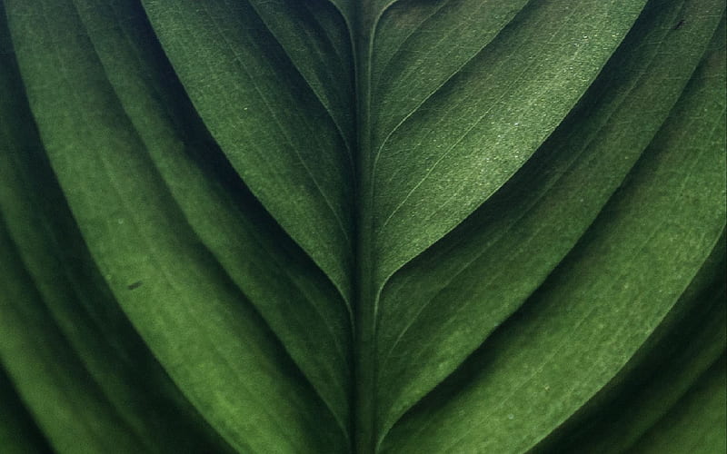 Texture, irae, ira e, green, skin, leaf, HD wallpaper