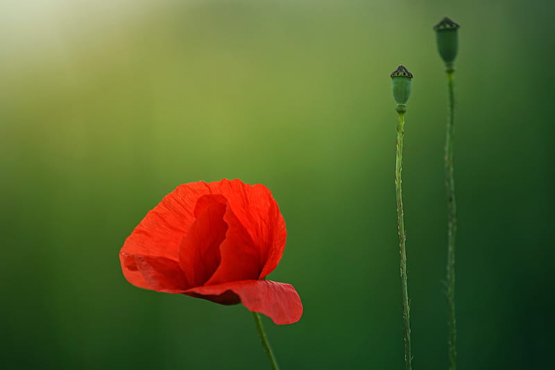 Selective Focus graphy Of Red Poppy Flower, HD wallpaper