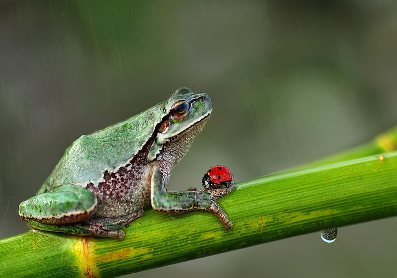 rain, water, green, insect, amphibian, lady bug, mustafa ozturk, red, gargarita, frog, HD wallpaper