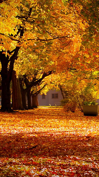 Autumn, bridge, falls, leaves, trees, HD wallpaper | Peakpx
