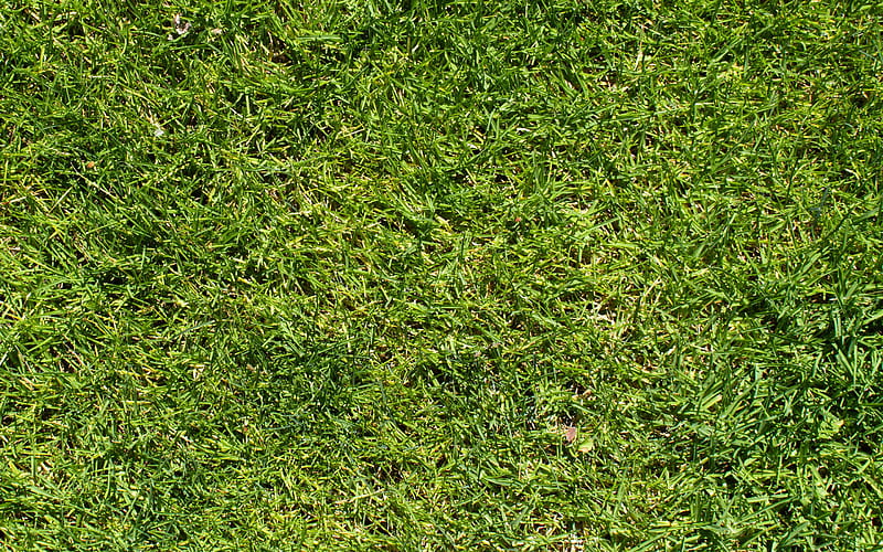 green grass texture, green grass background, natural texture, green grass, HD wallpaper