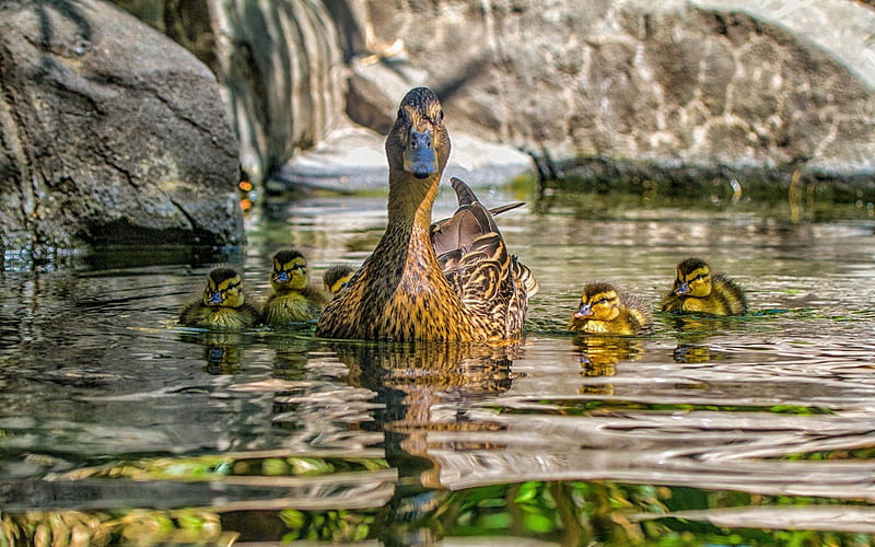 mama and baby ducks, rocks, ducks, family, lake, HD wallpaper